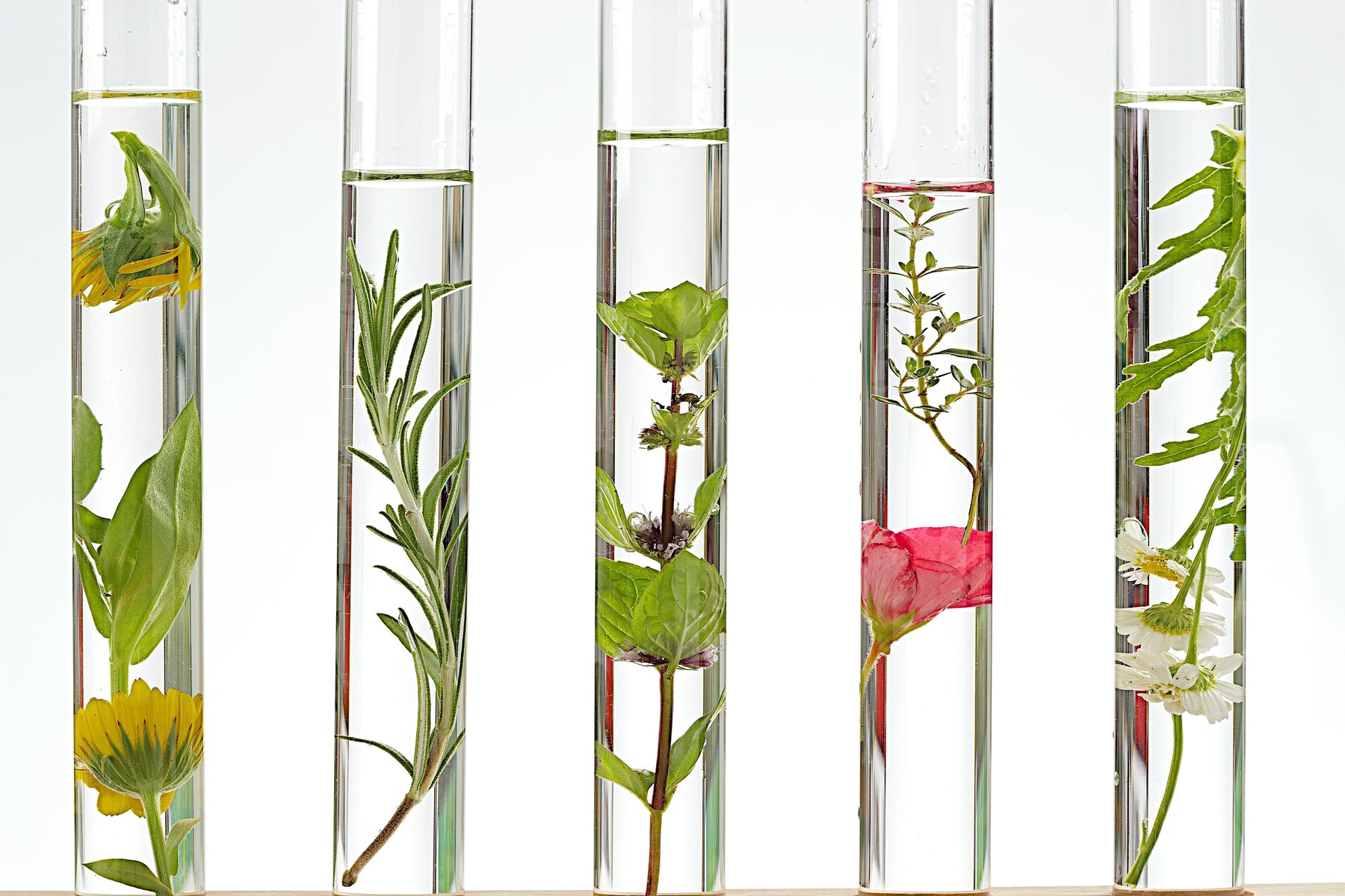 Medicinal plants in test tubes