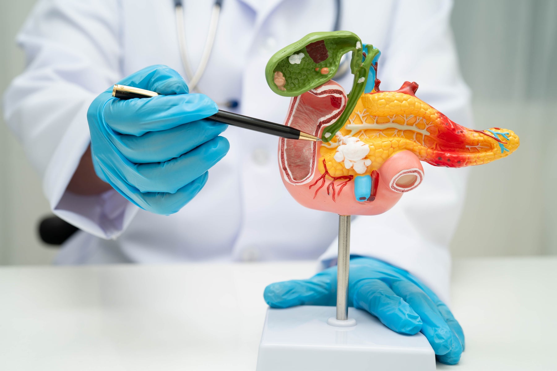 Doctor showcasing the pancreas