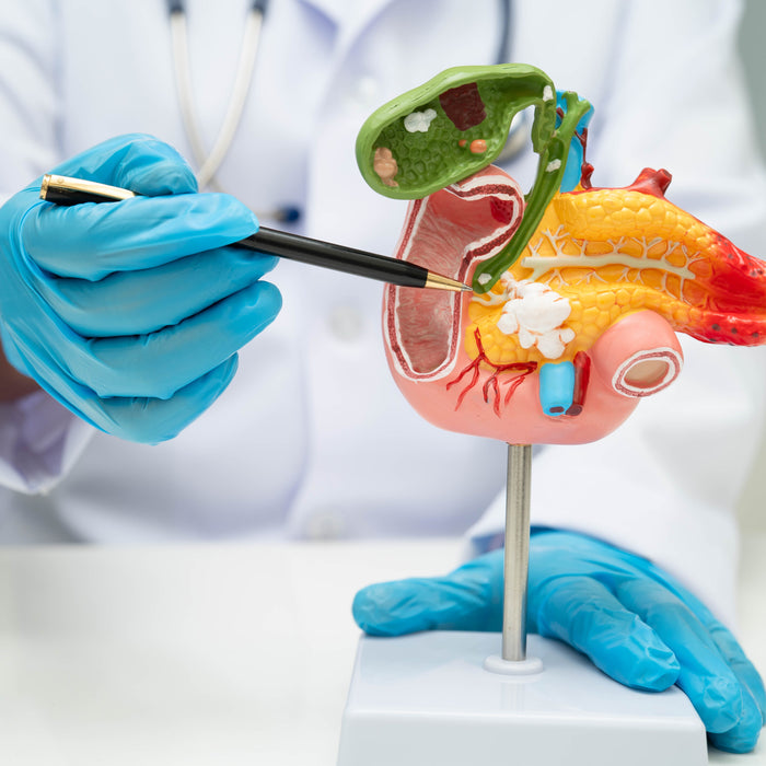 Doctor showcasing the pancreas